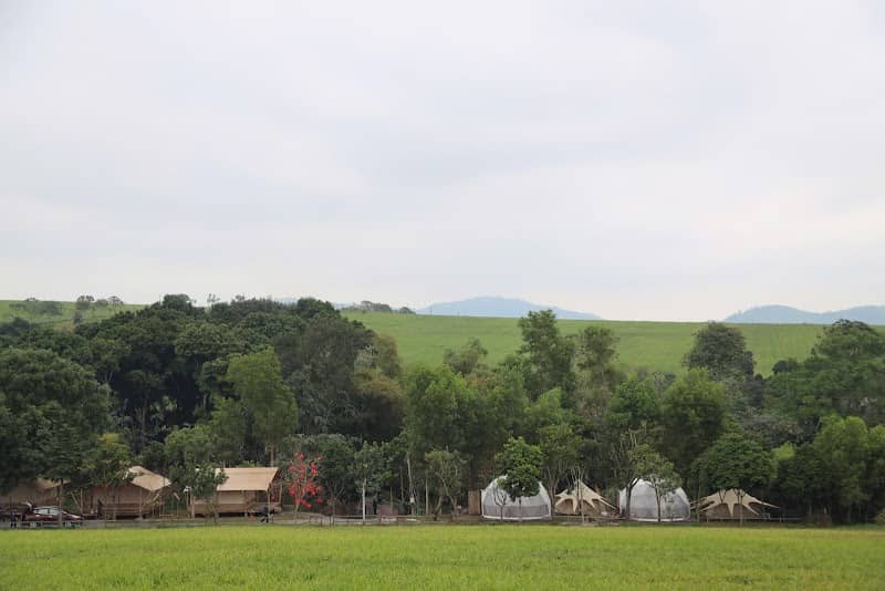 Review The Fields of Phủ Quỳ – Cẩm Nang Du Lịch