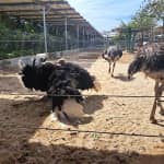 Review Tiên Tiến Farm & Zoo – Cẩm Nang Du Lịch "Cười Xỉu" Tại Ninh Thuận!