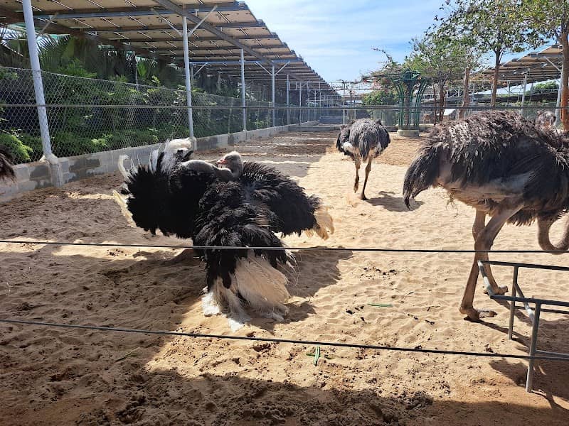 Review Tiên Tiến Farm & Zoo – Cẩm Nang Du Lịch "Cười Xỉu" Tại Ninh Thuận!
