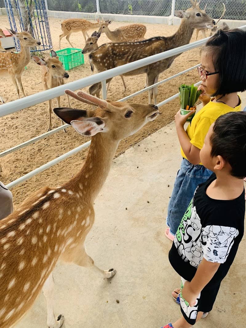 Tương tác với cừu tại Tiên Tiến Farm & Zoo