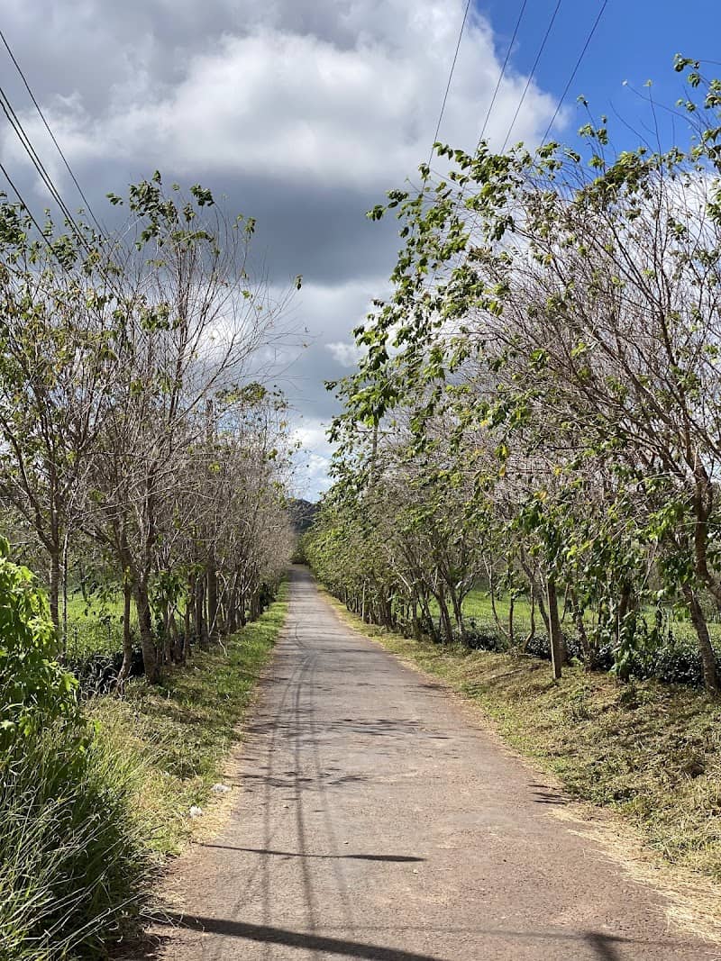 Hoàng hôn tại View Săn Mây Điện Gió