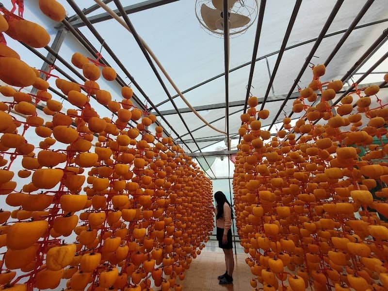 Vườn Hồng Ông Thắng - Hồng Treo Gió
