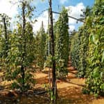 Vườn Tiêu Đức Thạnh Có Gì Hấp Dẫn? Review & Kinh Nghiệm Du Lịch Chi Tiết