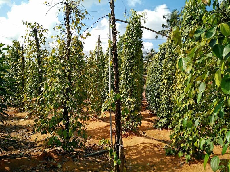 Cảnh quan vườn tiêu