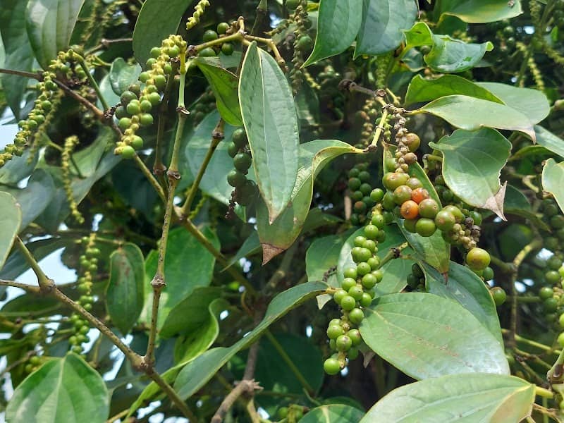 Tiêu xanh trên cây