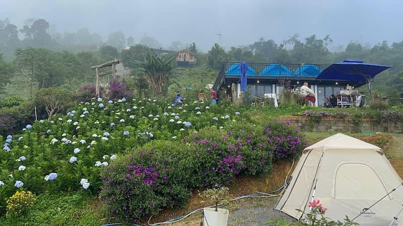 Camping trên mây Có Gì Hấp Dẫn? Review & Kinh Nghiệm Du Lịch Chi Tiết