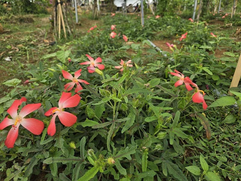Không gian cắm trại buổi tối tại Ngọc Huyền Farm