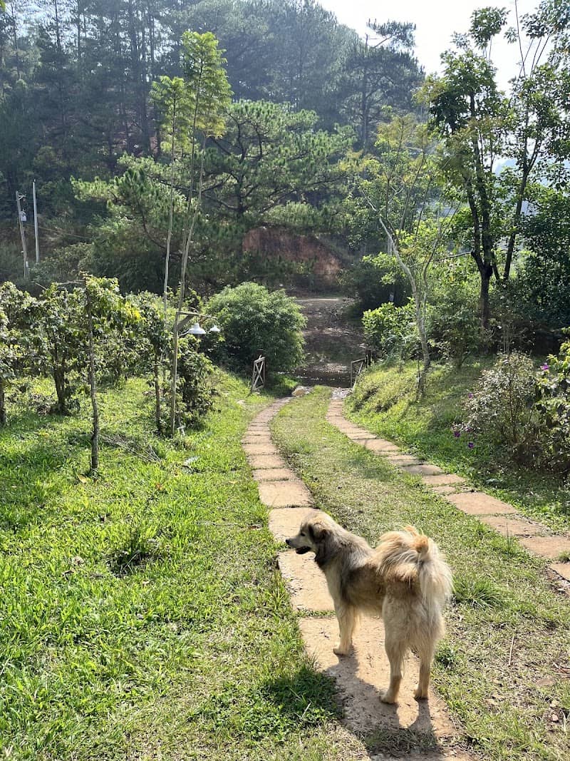 Twin Beans Farm - Nắng sớm trên đồi