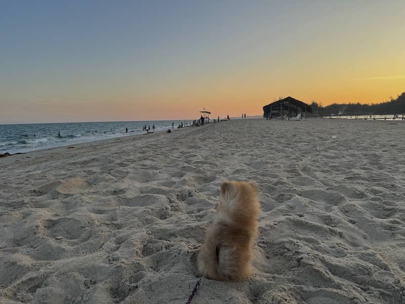 Tổng quan Vitamin Sea Camping